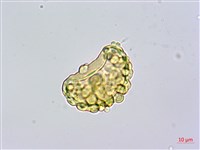 栗蕨藏品圖，第1張