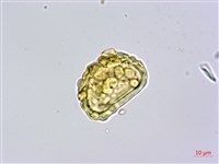 栗蕨藏品圖，第2張