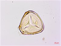 蘭嶼筆筒樹藏品圖，第2張