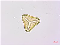 蘭嶼筆筒樹藏品圖，第3張