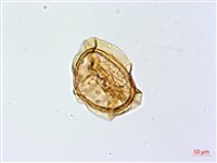 大葉貞蕨藏品圖，第2張