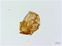 細裂蹄蓋蕨藏品圖，第3張