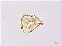 南洋桫欏藏品圖，第1張