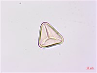 南洋桫欏藏品圖，第2張