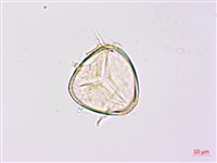 南洋桫欏藏品圖，第3張