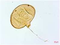 雙扇蕨藏品圖，第1張