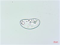 雙扇蕨藏品圖，第2張