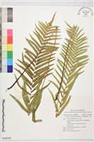 鐵毛蕨、毛蕨藏品圖，第1張