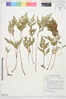 登錄號:P027765藏品圖，第1張