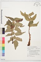 登錄號:P027766藏品圖，第1張