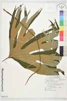 雙扇蕨藏品圖，第1張