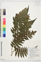 刺柄雙蓋蕨藏品圖，第1張
