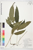 羽葉新月蕨藏品圖，第1張