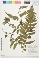 臺灣雙蓋蕨藏品圖，第1張