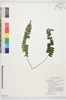 生芽鐵角蕨藏品圖，第1張