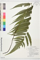 廣葉鋸齒雙蓋蕨藏品圖，第1張