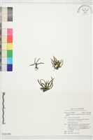 姬書帶蕨藏品圖，第1張
