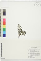 登錄號:P027783藏品圖，第1張