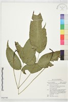 細柄雙蓋蕨藏品圖，第1張