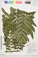 觀音座蓮藏品圖，第1張