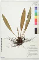舌蕨藏品圖，第1張