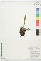 山蘇花藏品圖，第1張