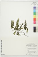 管苞瓶蕨藏品圖，第1張