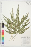細葉複葉耳蕨藏品圖，第1張