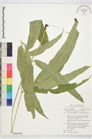 華鳳丫蕨藏品圖，第1張