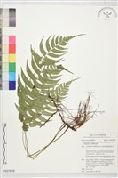 鋸齒雙蓋蕨、線葉雙蓋蕨、刺鱗雙蓋蕨藏品圖，第1張