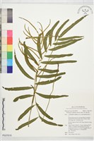 華中瘤足蕨藏品圖，第1張