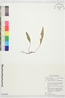 石葦藏品圖，第1張