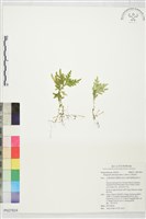 全緣卷柏藏品圖，第1張
