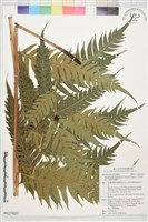生芽狗脊蕨、頂芽狗脊蕨藏品圖，第1張