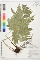 登錄號:P027826藏品圖，第1張