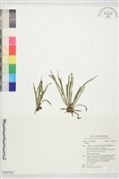 登錄號:P027827藏品圖，第1張