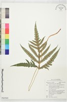 細葉狗脊蕨藏品圖，第1張