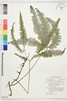 芒萁藏品圖，第1張