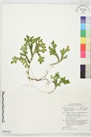 登錄號:P027833藏品圖，第1張