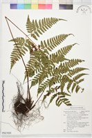 長葉鱗毛蕨藏品圖，第1張