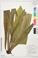 臺灣山蘇花藏品圖，第1張