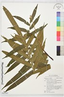 登錄號:P027837藏品圖，第1張