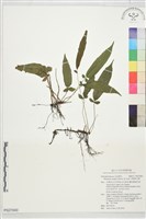 單葉新月蕨藏品圖，第1張