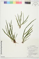 垂葉書帶蕨藏品圖，第1張