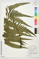 廣葉鋸齒雙蓋蕨藏品圖，第1張