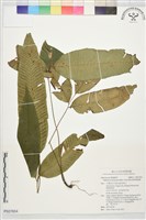 細柄雙蓋蕨藏品圖，第1張