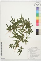 登錄號:P027855藏品圖，第1張