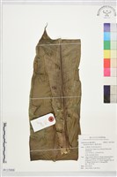 臺灣山蘇花藏品圖，第1張