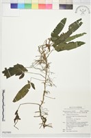 單葉新月蕨藏品圖，第1張