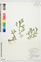 生根卷柏藏品圖，第1張